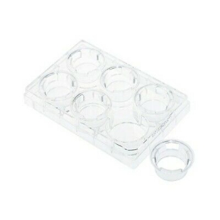 Picture of Permeable Cell Culture Inserts, Packed in 6 Well Plate, Hanging, PC, 0.1µm, Sterile, 12/case